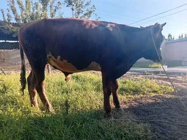 Toro, Ganado vacuno