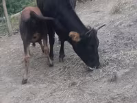 गाय, मवेशी — फ़ोटो 2