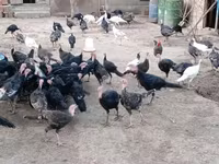 अमेरिकन बफ — फ़ोटो 6
