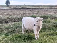 Taureau, Vache galloise — photo 1