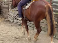 Cheval, Russian Heavy Draft — photo 8