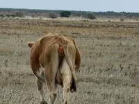 雌牛, Latvian Blue cattle — 写真 4