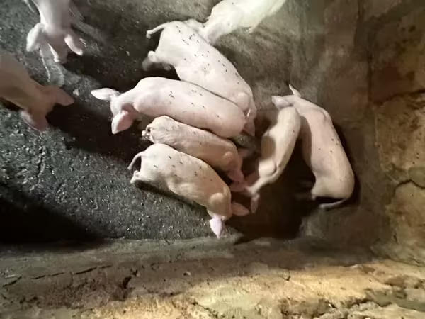 मादा सूअर, Датский ландрас