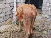 Vaca, Bovinos — foto 5