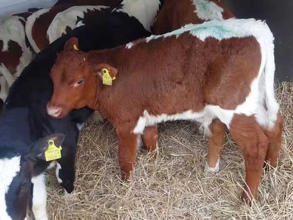 Skot (série, pohlaví neuvedeno), Simmental cattle