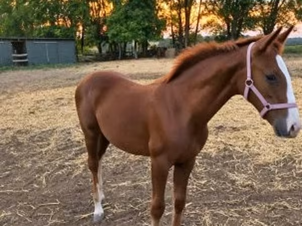Mare, Kisber felver