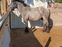 Jument, Chevaux — photo 1