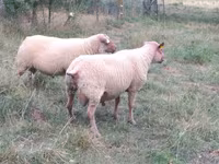 كبش, Rouge de l’Ouest sheep — الصورة 1
