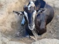 Dişi keçi, Toggenburg goat — foto 4