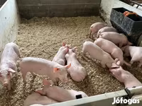 Pigs (batch, sex not specified), Гипор — photo 3