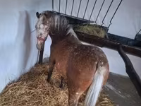 母马, Berber horse — 照片 2