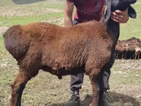 Carnero, Blackheaded Persian sheep — foto 2