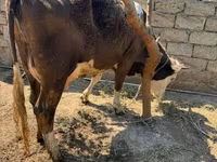母牛, Cattle — 照片 1