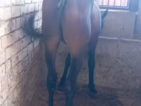 Horse (M), Manipuri pony — photo 1