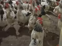 Chickens — Foto 3