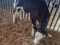 Vaca, Aberdeen-Angus — foto 1