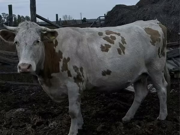 雌牛, Simmental cattle