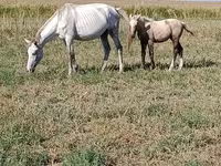 Klisna, Percheron — foto 2