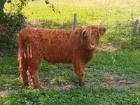 Vache, Highland — photo 3