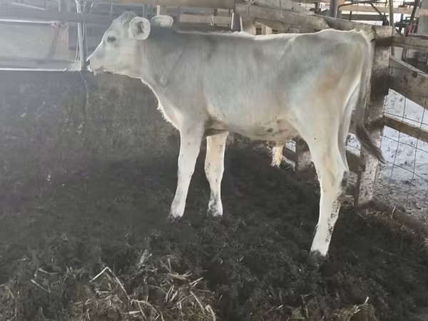 Býk, Swiss cattle