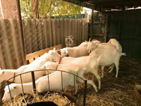 Goats (batch, sex not specified), Pomellata goat — photo 1
