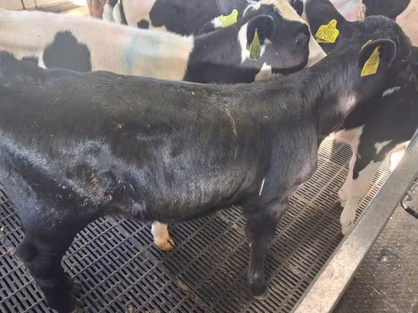 雌牛, Russian Black pied cattle
