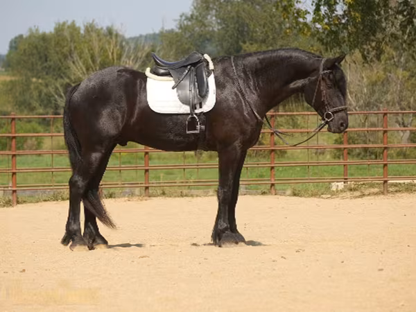 Cheval, Friesian