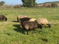 Sheep, Sheep — photo 2