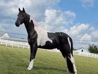 公马, Tennessee Walking Horse — 照片 6