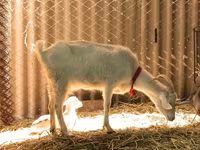 Goats (batch, sex not specified), Pomellata goat — photo 8