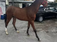 Caballo, Akhal-Teke — foto 2