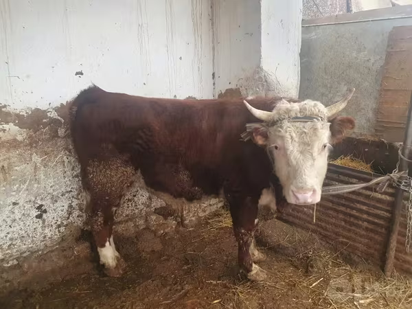 Býk, Hereford