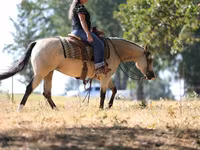 Klisna, Quarter Horse — foto 8