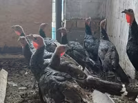 Turkeys — photo 5