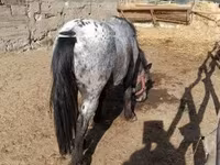 Cheval, Appaloosa — photo 3