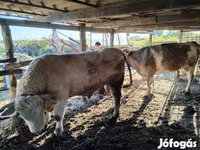 सांड, Charolais cattle — फ़ोटो 2