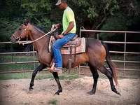 Jument, Quarter Horse — photo 5