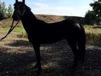Konie (partia, płeć nieokreślona), American shetland pony — zdjęcie 5
