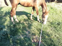 Horse (M), Russian Don — photo 4