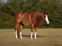 Kůň, Quarter Horse — foto 2