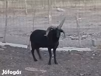 公羊, Shetland sheep — 照片 3