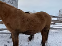 Hengst, Yakutian horse — Foto 2