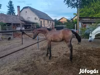 Hengst, Shagya — Foto 3