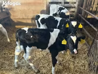 Bulle, Russian Black pied cattle — Foto 2