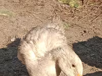 Canard musqué domestique — photo 1