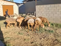 Moutons (lot, sexe non indiqué), Hissar sheep — photo 8