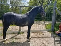 Horse (M), Lipizzaner — photo 2