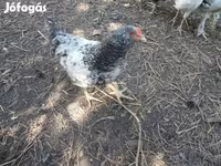 Chickens — foto 4