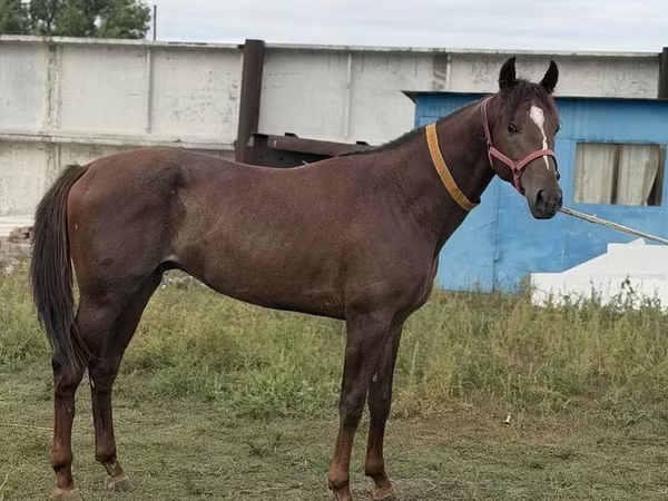 Hengst, Arabian horse