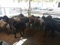 Bélier, Moutons — photo 4